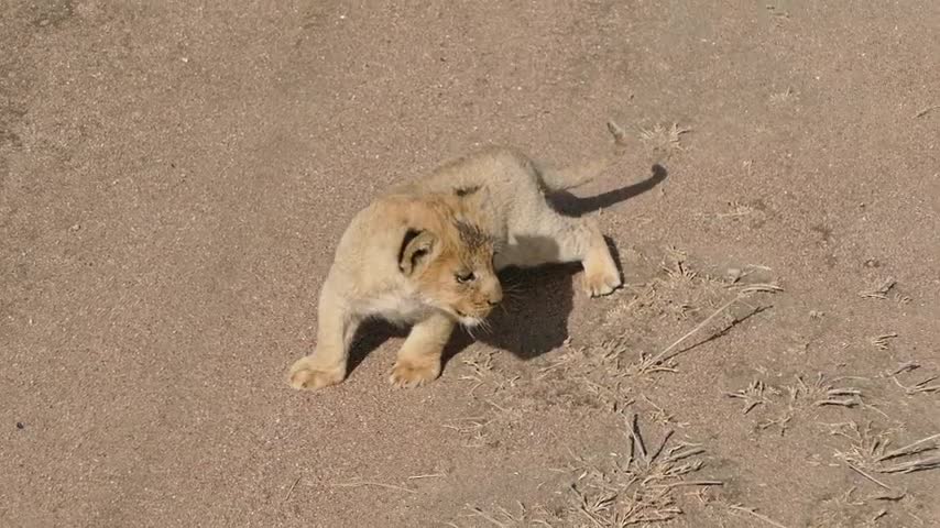 Baby Lion Cubs Chating with Mom