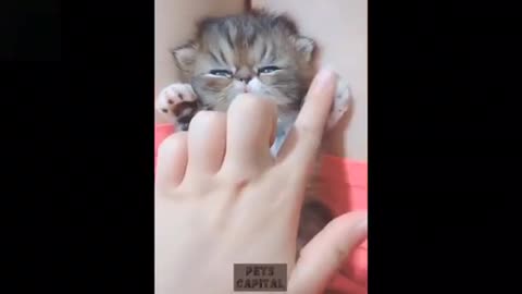 Funniest cats and dogs - cute and funny pets - Funny Animal Compilations 1