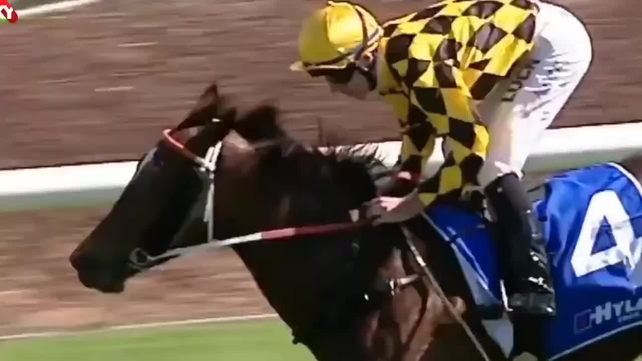 Funny jockey horses laughing