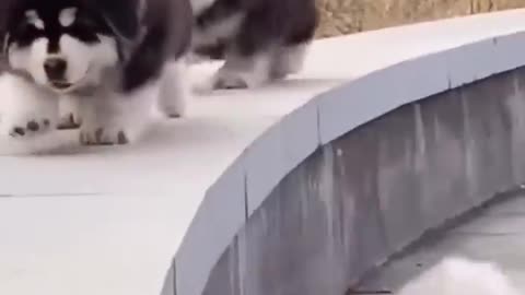 Cute dogs falling over