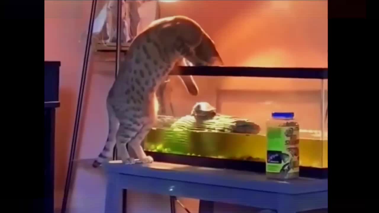 Funny Cat video 2022😃😃😃