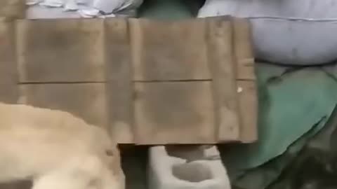 Funny Dog and Chicken Fighting 😂🤣