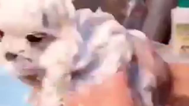 Dog Videos - Cute Puppy Compilation