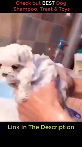 Dog Videos - Cute Puppy Compilation