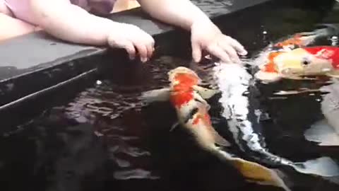 Baby and koi fish is friend