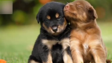 cute puppies|funny animal videos | Cute Dogs