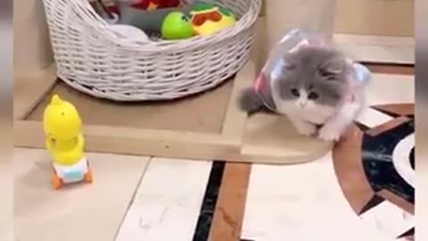 It's TIME for LAUGH! - Best FUNNY CAT videos