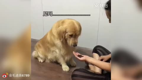 Golden Retriever Makes The Wrong Decisions