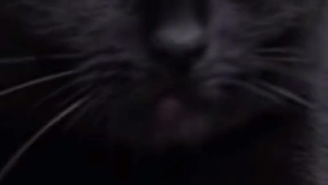 Animal planet