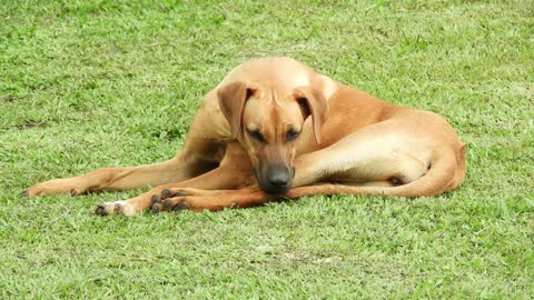 Charming Dog Getting Laid And Relaxed In The Park! - Spring Time!