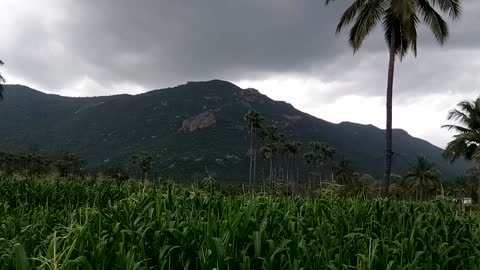 MAIZE FIELD