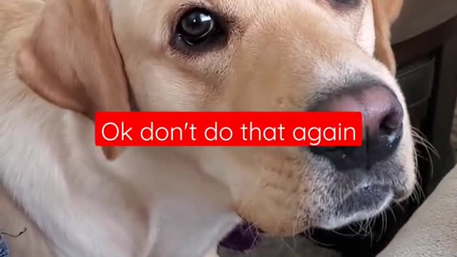 cute & funny dog _tik tok funny dog #shorts