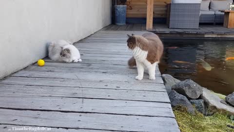 best funny animals