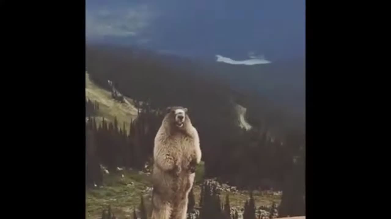 marmot capybara meme