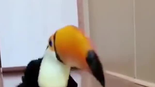 Funny Animals