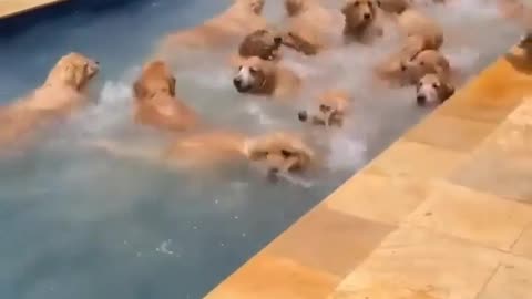 Dog party