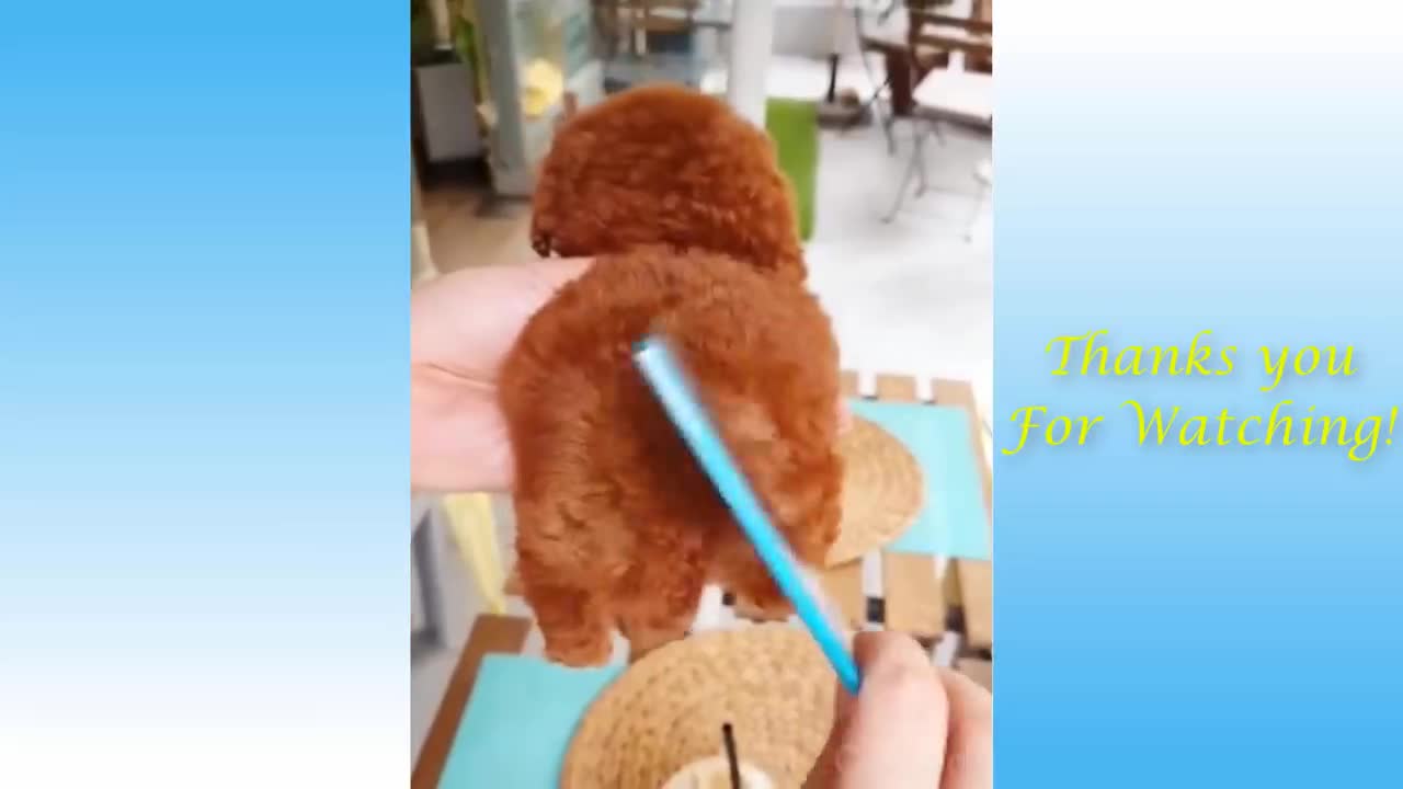 Pets And Funny Animals!