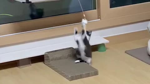 A cute little kitten playing so well on its own.