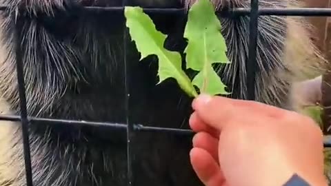 The unexpected sound of a porcupine asking for food