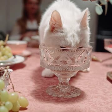Cat drinking water in glass