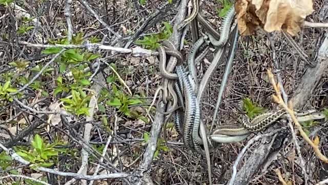 A Classic Montana Snake Ball