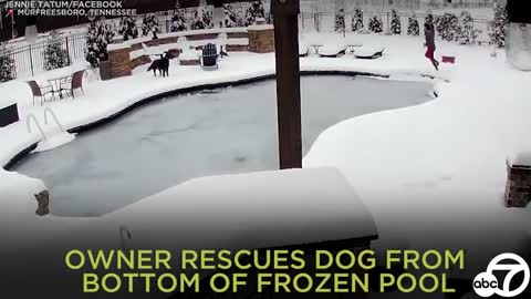 Tennessee woman jumps into frozen swimming pool to rescue dog