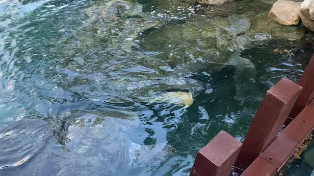 Tortuga Buds