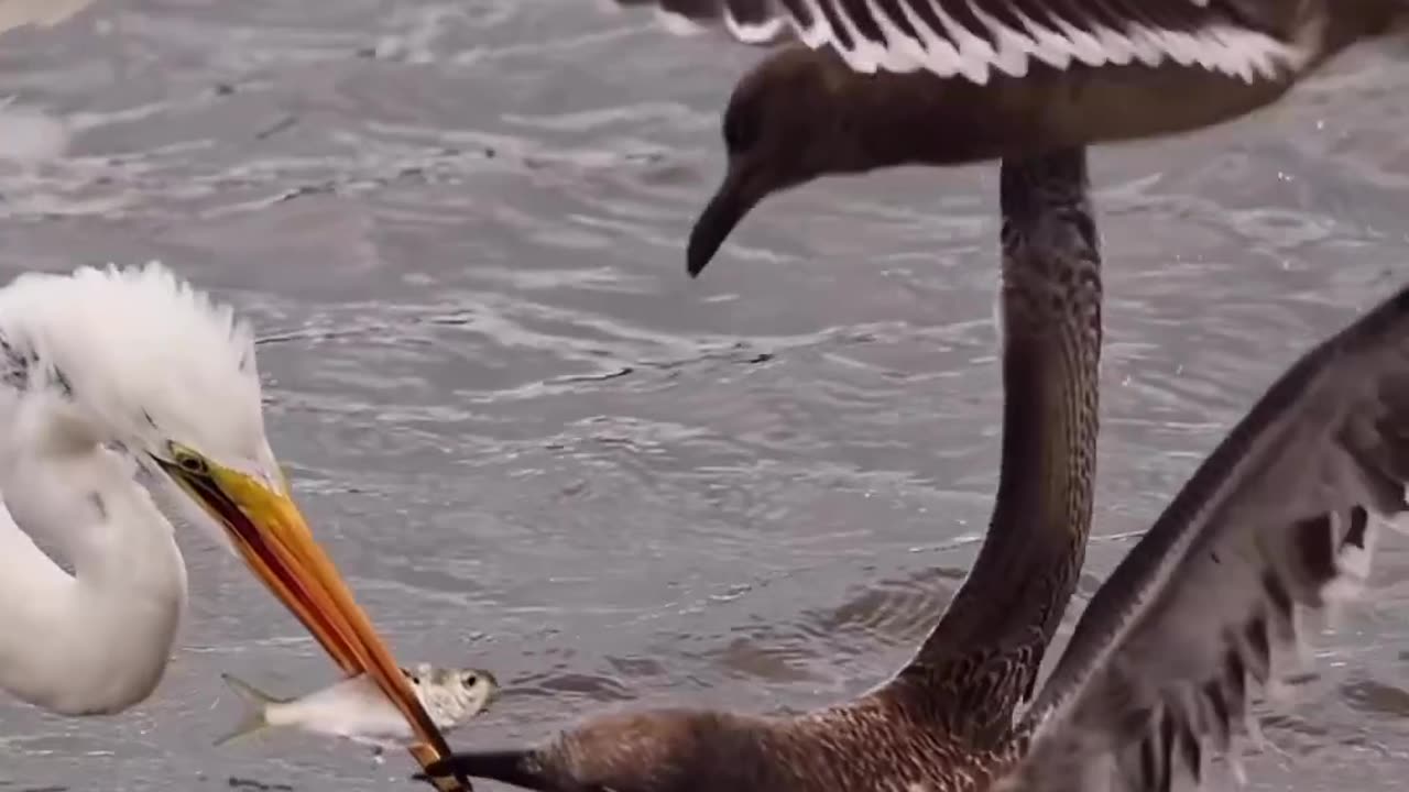 Snatch For Fish #shorts #shortsvideo #video #viral