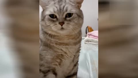 Don´t touch me human!