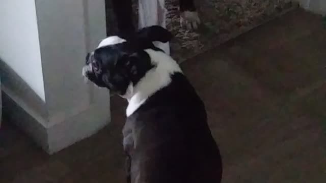 Boston Terrier Tug of War.