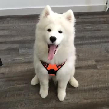 Mira cómo este cachorro muestra graciosamente su panza cuando se lo ordenan