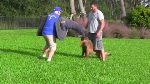 How To Train Your Dog To Attack and Be Aggressive Instant Results