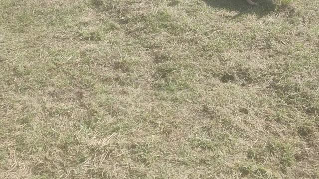 Walking with a pet