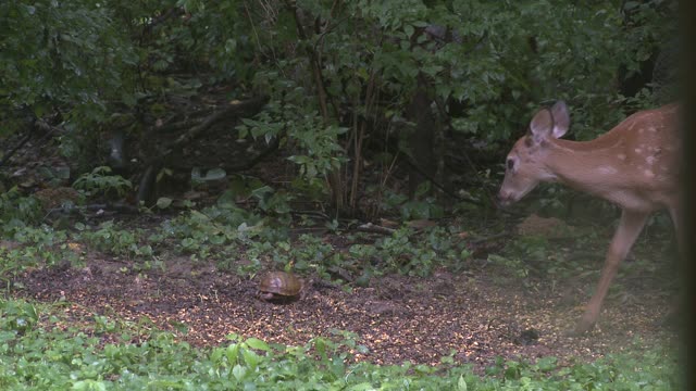 The Turtle and the Deer
