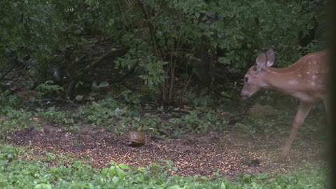 The Turtle and the Deer