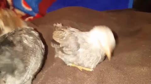 Itsy and Bitsy get booty shaking happy when they realize it's the weekend!