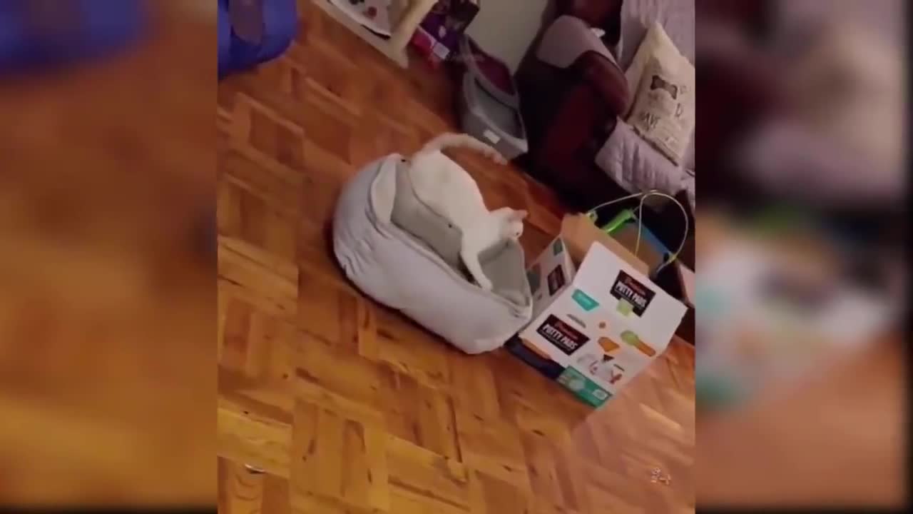 how cute cats are [cute]