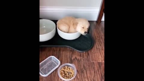 Cute sleeping cat | animal lover