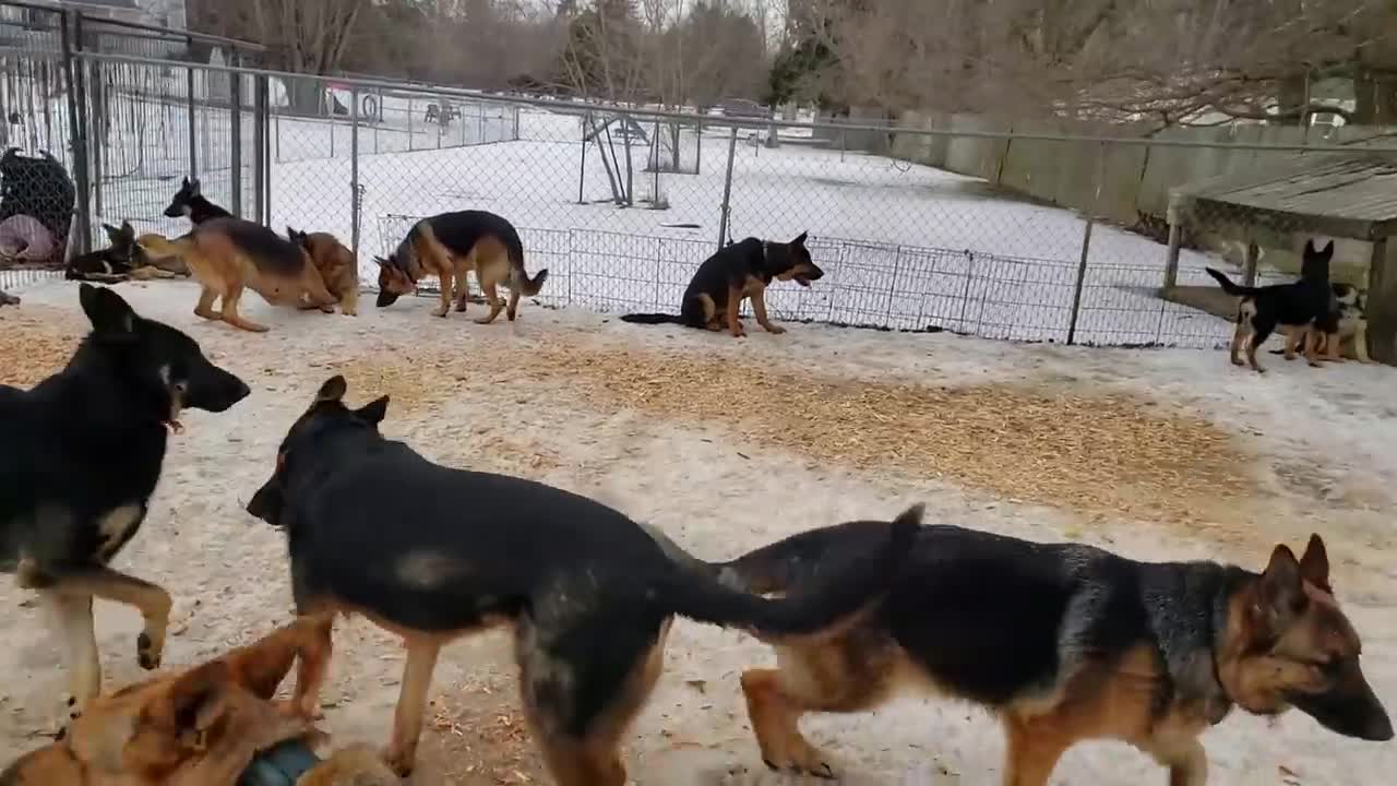 100 German Shepherds playing together!!