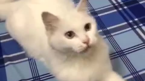 Naughty Babie Cat 🐈