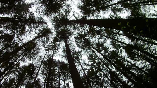 Biking Enthusiast Fails To See The Tree