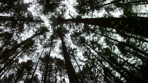 Biking Enthusiast Fails To See The Tree