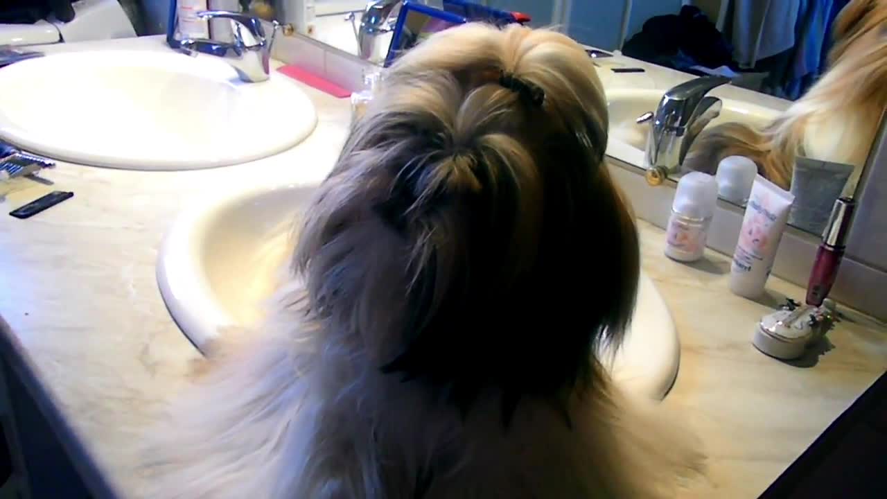 Boujee Shih Tzu puppy in a sink