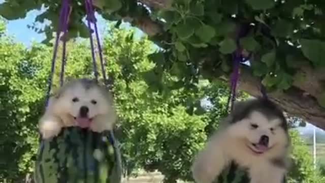 Funniest and Cutest Puppies, Funny Puppy Video 2022