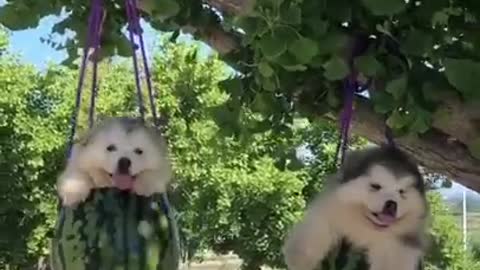 Funniest and Cutest Puppies, Funny Puppy Video 2022