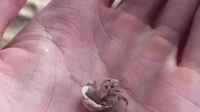 Hermit crab on-site move