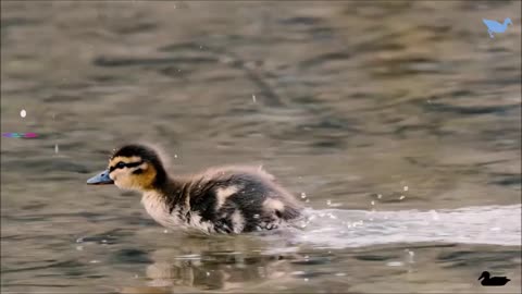 duckling in the pond