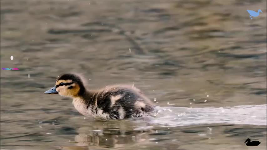 duckling in the pond