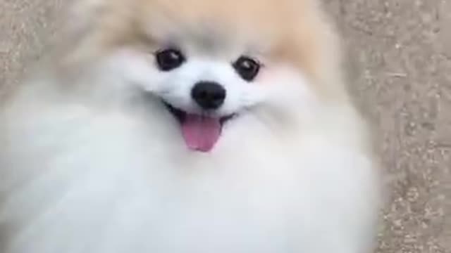 Cute puppy video