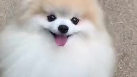 Cute puppy video